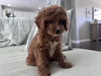 Honey Bug, a female Cavapoo for sale in Apopka, FL – 3 of 3
