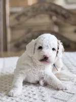 Blaze, a male Miniature Goldendoodle for sale in Apopka, FL – 2 of 4