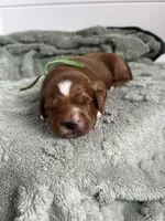Harbor, a male Miniature Goldendoodle for sale in Apopka, FL – 3 of 3