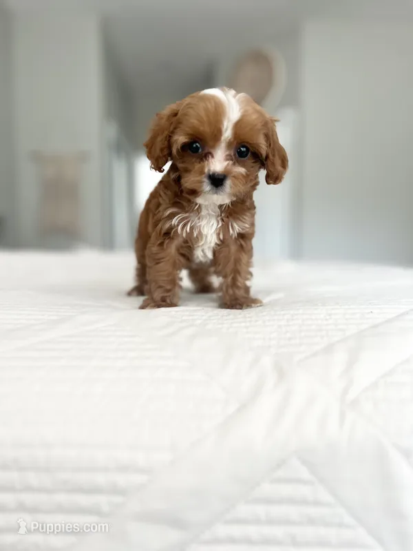 Maple (guardian home opportunity) – Cavapoo puppy for sale in Apopka, FL