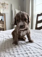 Rescue, a male Miniature Goldendoodle for sale in Apopka, FL – 2 of 2