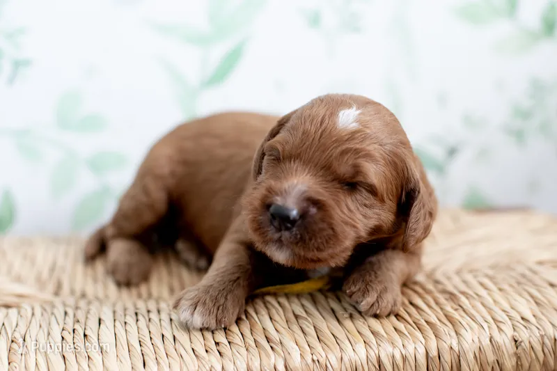 Briar – Miniature Goldendoodle puppy for sale in Apopka, FL