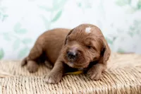Briar, a male Miniature Goldendoodle for sale in Apopka, FL – 1 of 2