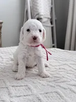 Spark, a female Miniature Goldendoodle for sale in Apopka, FL – 3 of 3