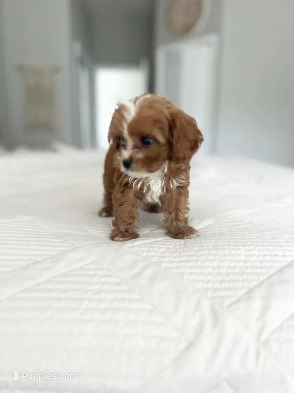 Sweet Maple – Cavapoo puppy for sale in Apopka, FL