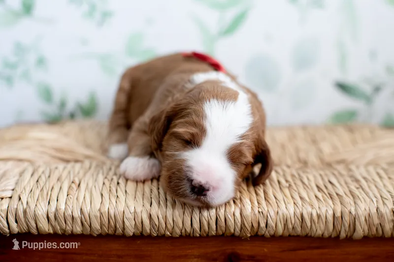 Georgia – Miniature Goldendoodle puppy on hold in Apopka, FL