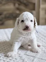 Blaze, a male Miniature Goldendoodle for sale in Apopka, FL – 4 of 4