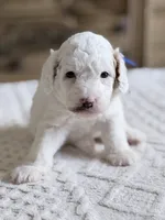 Blaze, a male Miniature Goldendoodle for sale in Apopka, FL – 3 of 4
