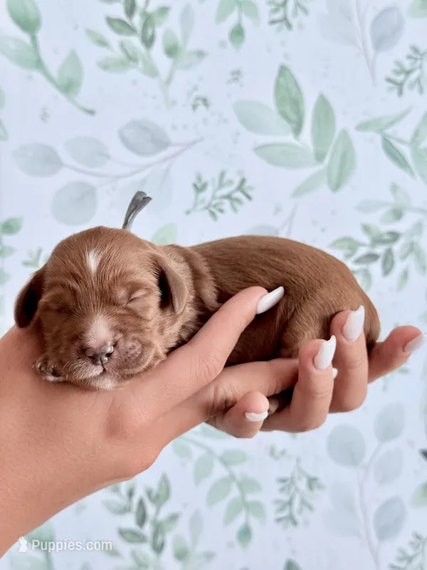 Beau – Miniature Goldendoodle puppy for sale in Apopka, FL