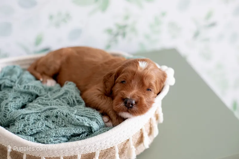 Sailor (white collar) – Miniature Goldendoodle puppy for sale in Apopka, FL