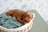 Sailor (white collar), a female Miniature Goldendoodle for sale in Apopka, FL – 1 of 4
