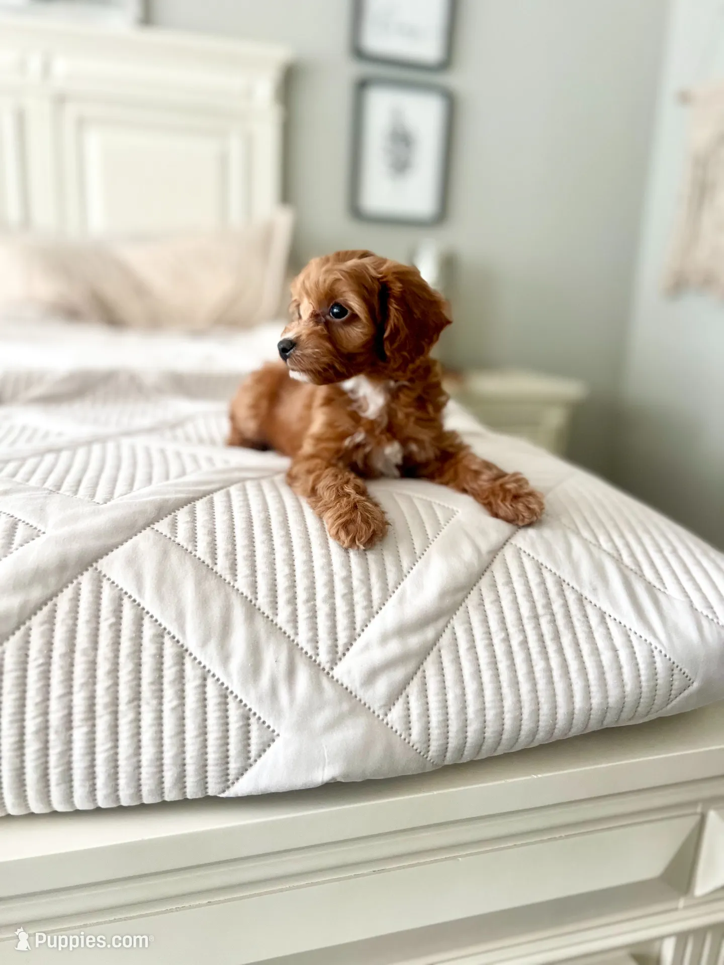 Honey, a female Cavapoo for sale in Apopka, FL – 4 of 4