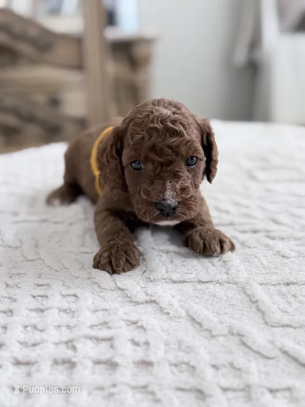 Ladder, a male Miniature Goldendoodle for sale in Apopka, FL – 1 of 3