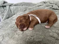 Sailor (white collar), a female Miniature Goldendoodle for sale in Apopka, FL – 3 of 4