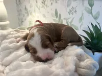 Georgia, a female Miniature Goldendoodle for sale in Apopka, FL – 2 of 4