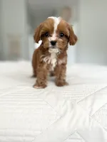 Sweet Maple, a female Cavapoo for sale in Apopka, FL – 6 of 6