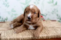 Breezy, a female Miniature Goldendoodle for sale in Apopka, FL – 1 of 3