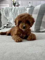 Honey Bug, a female Cavapoo for sale in Apopka, FL – 1 of 3