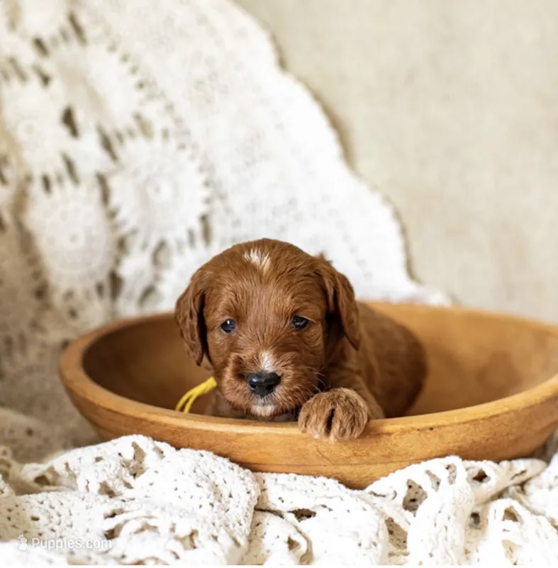 Briar – Miniature Goldendoodle puppy for sale in Apopka, FL