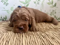 Crew, a male Miniature Goldendoodle for sale in Apopka, FL – 4 of 4