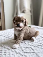 Chief, a male Miniature Goldendoodle for sale in Apopka, FL – 5 of 5