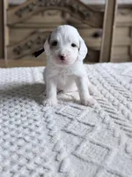 Smokey, a male Miniature Goldendoodle for sale in Apopka, FL – 4 of 4