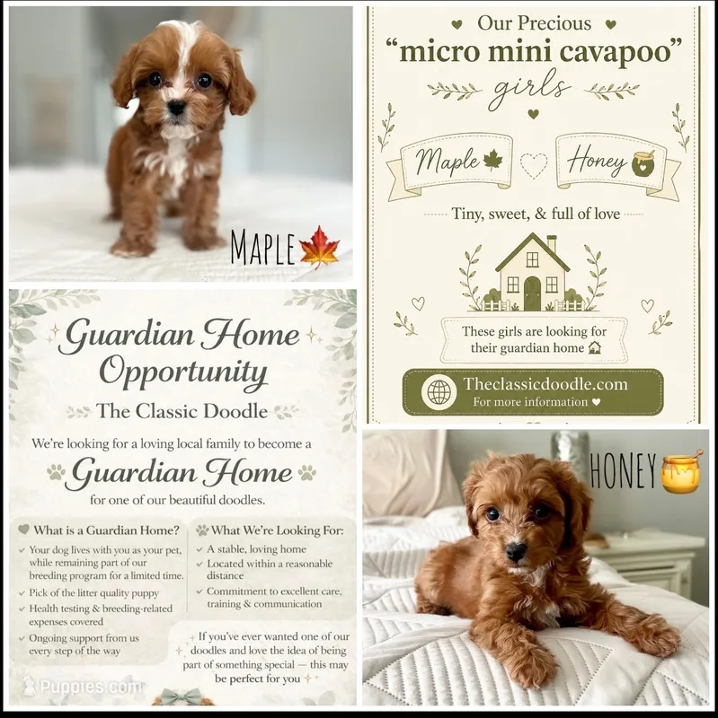 Honey – Cavapoo puppy for sale in Apopka, FL