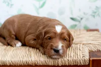 Harbor, a male Miniature Goldendoodle for sale in Apopka, FL – 1 of 3