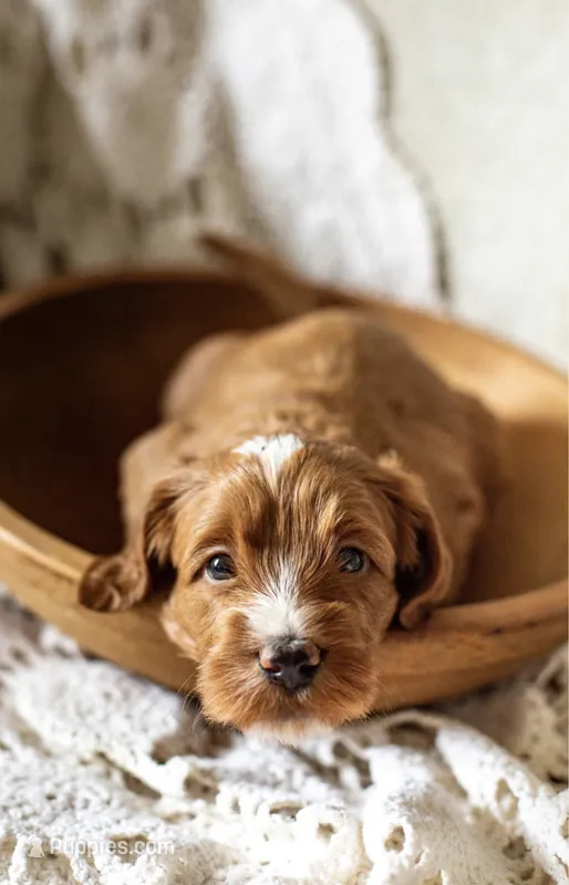 Breezy – Miniature Goldendoodle puppy for sale in Apopka, FL