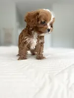 Sweet Maple, a female Cavapoo for sale in Apopka, FL – 5 of 6