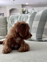 Honey Bug, a female Cavapoo for sale in Apopka, FL – 2 of 3