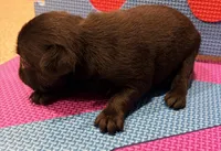 Tiny, a female Brussels Griffon for sale in Canyon Lake, TX – 4 of 4