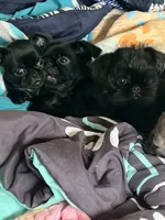 Fiona , a female Brussels Griffon for sale in Canyon Lake, TX – 3 of 3
