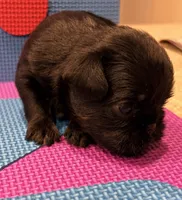 Lucy, a female Brussels Griffon for sale in Canyon Lake, TX – 2 of 3