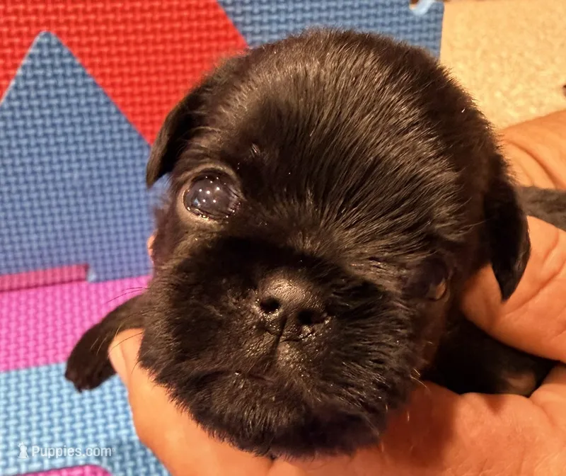 Lucy – Brussels Griffon puppy for sale in Canyon Lake, TX