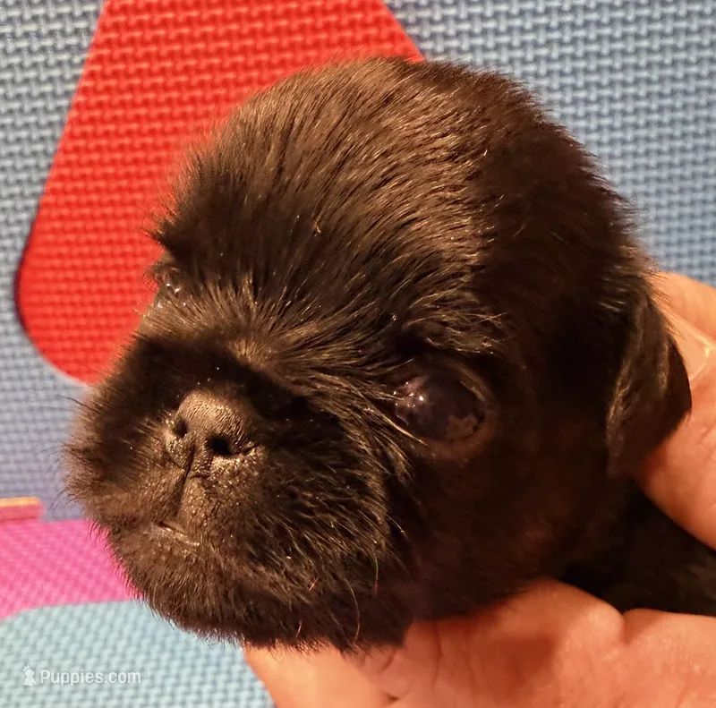 Molly, a female Brussels Griffon for sale in Canyon Lake, TX – 1 of 4