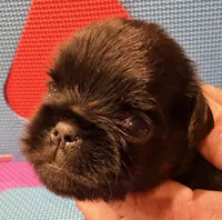 Molly, a female Brussels Griffon for sale in Canyon Lake, TX – 1 of 4