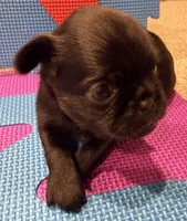 Tiny, a female Brussels Griffon for sale in Canyon Lake, TX – 3 of 4