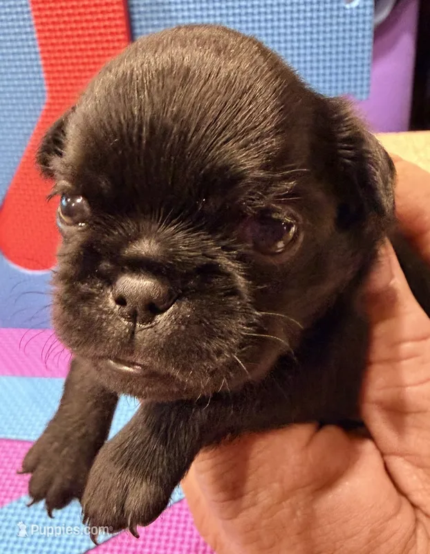 Tiny – Brussels Griffon puppy for sale in Canyon Lake, TX