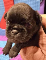 Tiny, a female Brussels Griffon for sale in Canyon Lake, TX – 1 of 4