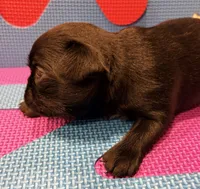 Molly, a female Brussels Griffon for sale in Canyon Lake, TX – 3 of 4