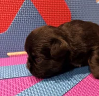 Lucy, a female Brussels Griffon for sale in Canyon Lake, TX – 3 of 3