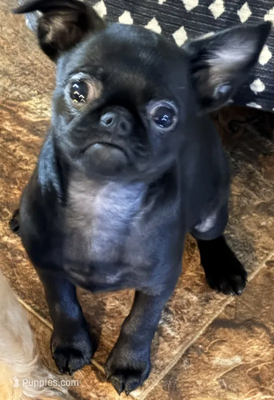 Fiona  – Brussels Griffon puppy for sale in Canyon Lake, TX