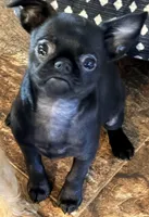 Fiona , a female Brussels Griffon for sale in Canyon Lake, TX – 1 of 3