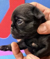 Tiny, a female Brussels Griffon for sale in Canyon Lake, TX – 2 of 4