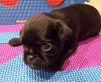 Molly, a female Brussels Griffon for sale in Canyon Lake, TX – 4 of 4