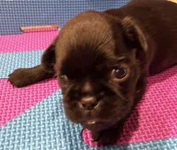 Molly, a female Brussels Griffon for sale in Canyon Lake, TX – 2 of 4