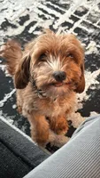 Roxy, a female Cavapoo for sale in Flowery Branch, GA – 4 of 10
