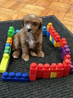 Roxy, a female Cavapoo for sale in Flowery Branch, GA – 5 of 10