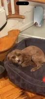 Roxy, a female Cavapoo for sale in Flowery Branch, GA – 8 of 10